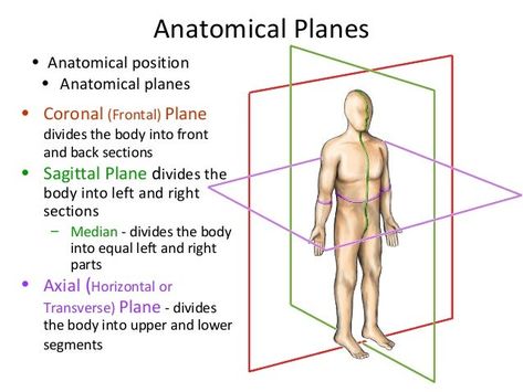 Sagittal Plane Anatomy, Anatomy Planes And Sections, Body Planes Anatomy Notes, Body Planes Anatomy, Planes Of The Body Anatomy, Anatomy Planes, Planes Anatomy, Anatomical Planes, Anatomy Basics