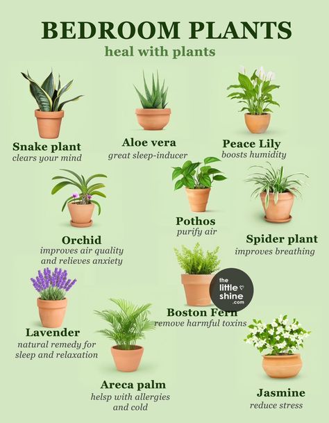 Indoor Plants Spiritual Meaning, Plants For Study Table, Indoor Plant Types, Plants That Survive With No Light, House Plant Wish List, Easy To Take Care Of Indoor Plants, Basic Household Items List, Plant Types Houseplant, House Plant Types