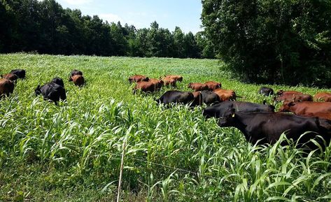 Sustainable agroecosystems: Cropping using regenerative agricultural principles Types Of Farming, Crop Farming, Cover Crops, Livestock Feed, Growing Grass, Farming Techniques, Livestock Farming, Agricultural Practices, Cattle Ranching