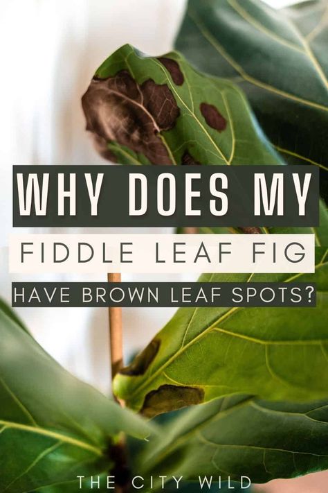 Fiddle Leaf Tree Brown Spots, Fiddle Leaf Tree Care Brown Spots, Fiddle Leaf Fig Problems, Brown Spots On Fiddle Leaf Fig, Fig Plant Indoor, Propagate Fiddle Leaf Fig, Fig Bush, Fig Leaf Tree, Fig Tree Plant