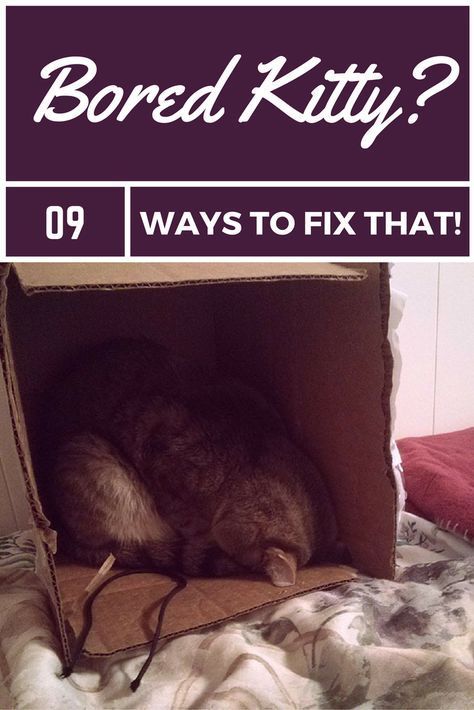 How to keep your cat entertained.   #catcare #cat #tips Indoor Cats Ideas, Diy Cat Entertainment, Cat Entertainment Ideas, Bored Cat Ideas, Cat Interactive Toys, Cat Entertainment Indoor, Indoor Cat Ideas, Diy Cat Toys Interactive, Cat Bored