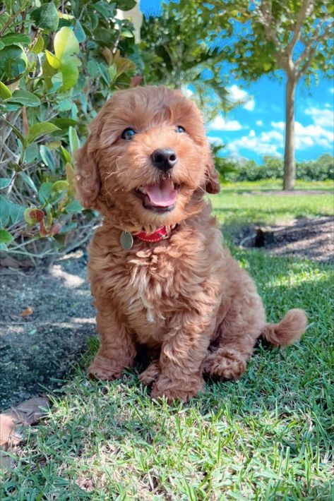 Mini Dotson Puppies, Miniture Golden Doodles, Brown Golden Doodle Puppy, Cute Mini Goldendoodle Puppy, Mini Goodlendoodle Puppy, Golden Retriever Mini, Micro Mini Golden Doodle, Mini Golden Doodle Haircut Teddy Bears, Preppy Golden Doodle