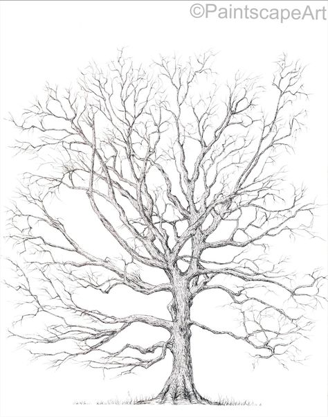 11X14 inch pen drawing of a Bur Oak tree (Quercus macrocarpa) Oak Tree Pencil Drawing, Oak Drawing, Bur Oak Tree, Logo Tim, Oak Tree Drawings, Tree Line Drawing, Oak Tree Tattoo, Tree Outline, Tree Growth