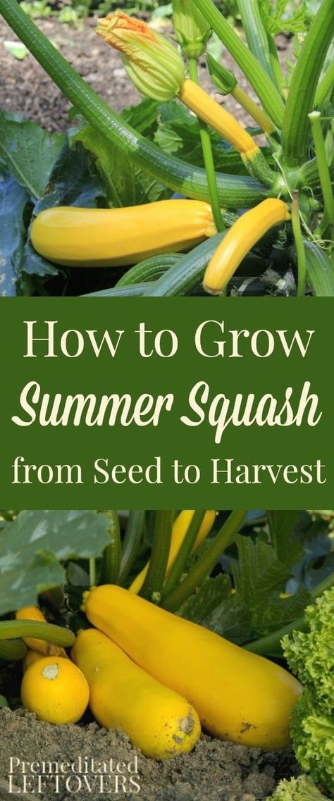 Crookneck Squash, Growing Squash, Squash Plant, Squash Seeds, Tomato Seedlings, Growing Tomatoes In Containers, Small Vegetable Gardens, Growing Veggies, Garden Veggies