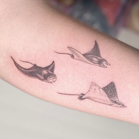 A I K O | Manta Rays & Spotted Eagle Ray for @brittanyhewitt95 Thank you! | Instagram Manta Rays Tattoo, Fine Line Manta Ray Tattoo, Realistic Manta Ray Tattoo, Cute Manta Ray Tattoo, Many’s Ray Tattoo, Tattoo Ideas Manta Ray, Manta Ray Design, Spotted Manta Ray Tattoo, Eagle Ray Tattoo