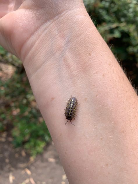 Pill bug Rolly Polly Bug, Rolly Polly Tattoo, Pill Bugs, Pretty Bugs, Beautiful Beetles, Rolly Polly, Woodlice, Pill Bug, Bug Tattoo