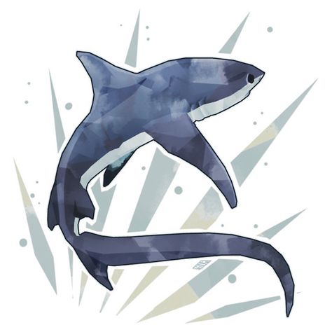 Thresher Shark by stormful Thresher Shark, Shark Pictures, Shark Drawing, Shark Art, Shark Tattoos, Cute Shark, Cute Doodles Drawings, Marine Animals, Ocean Creatures