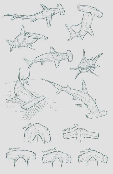 Anatomy Male, Types Of Sharks, Shark Drawing, Animal Drawings Sketches, Shark Art, Shark Tattoos, Animal Anatomy, 수채화 그림, Animal Sketches