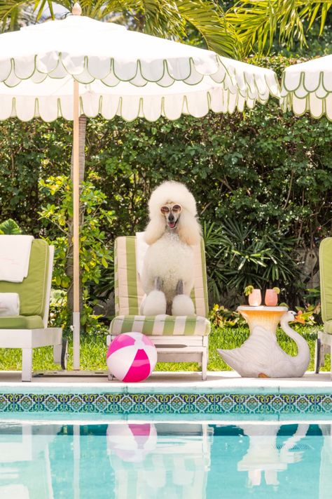 The Poodle, The Colony Hotel | Gray Malin Anjing Poodle, Colony Hotel, The Dog Star, Palm Beach Photography, The Colony Hotel, Beach Prints, Gray Malin, Pet Hotel, Fever Dream