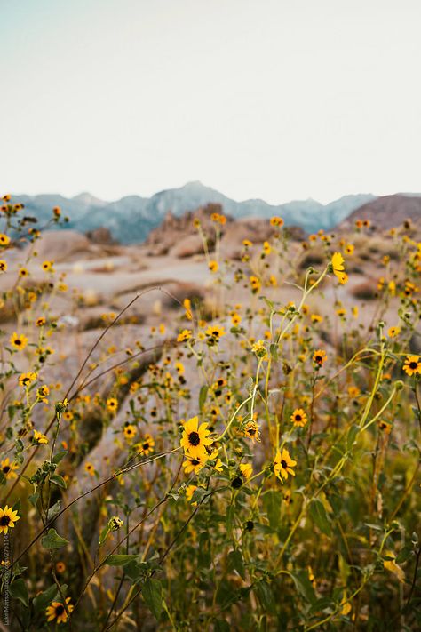 Eastern Sierra Nevadas, CA. Dorm Wall Collage, Desert Interior Design, Casita Decor, Yellow Ipad, Desert Interior, Piper At The Gates Of Dawn, Midnight Texas, Mountain Wildflowers, Floral Portfolio