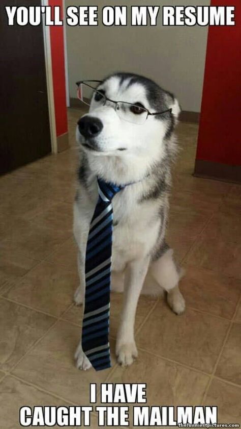 Derpy Husky Memes In Honor Of Those Big Dummies - Memebase - Funny Memes Husky Humor, Animal Captions, Funny Animals With Captions, Husky Funny, A Husky, Memes Humor, Wearing Glasses, Funny Animal Memes, Funny Animal Pictures