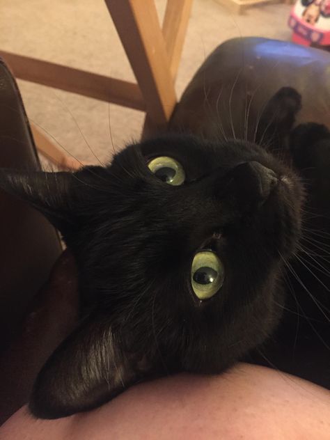 My House Panther Hazel. Her Nickname is Moo Black Cat With Hazel Eyes, Cat With Hazel Eyes, Cat Book, Cat Images, A Black Cat, Cat Books, Hazel Eyes, Black Cats, My House