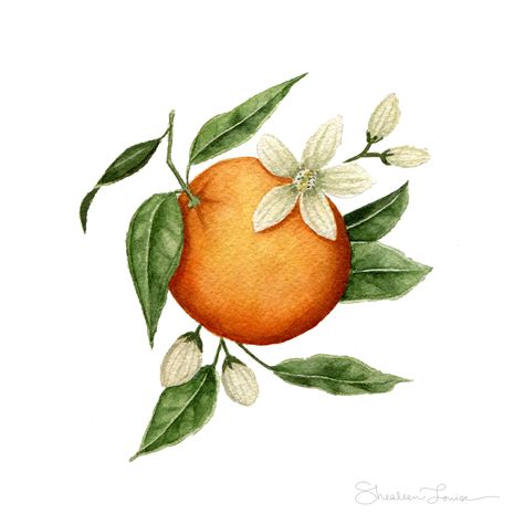 Mini Orange Blossom — Print | shealeenlouise Flor Tattoo, Watercolor Bouquet, Colorful Bouquet, Blossom Print, Pink Garden, Watercolor Artists, Botanical Watercolor, Drawing Inspo, Watercolor Art Prints