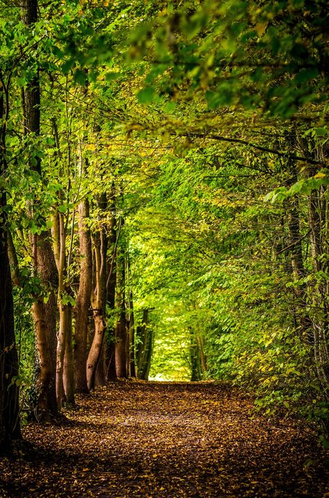 Eco Friendly Cars, Forest Bathing, Image Nature, Forest Path, Forest Pictures, Spring Wallpaper, Forest Wallpaper, Photos Hd, Forest Park