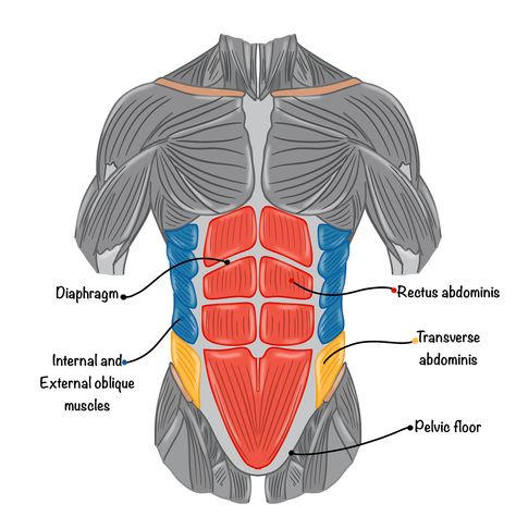 Muscles of Abdomen and Back for a Fitness App Abdomen Muscles Anatomy, Ab Muscles Anatomy, Abdominal Muscles Anatomy, Muscles Anatomy, Ab Muscles, Abs Muscles, Yoga Muscles, Medical Illustrations, Sports Science