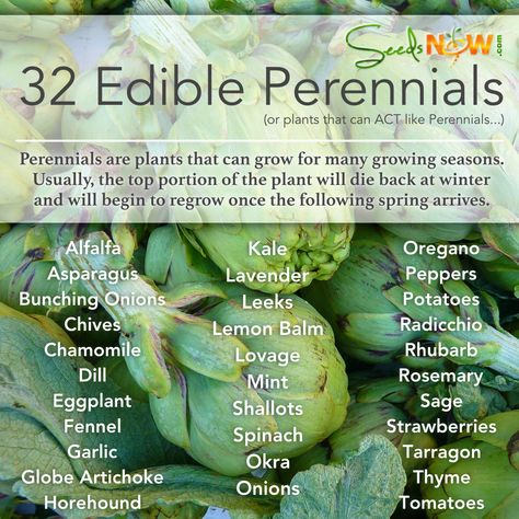 Edible Perennials, Food Forest Garden, Taman Air, Tattoo Plant, Perennial Vegetables, Permaculture Gardening, Edible Landscaping, Food Forest, Forest Garden