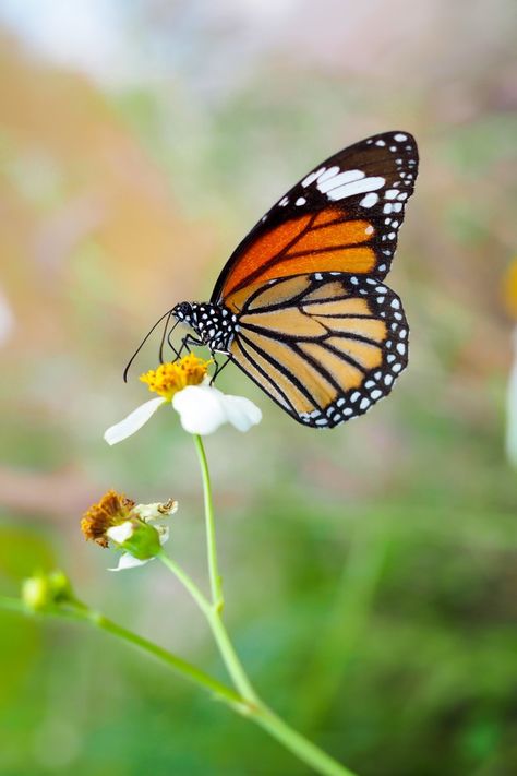 Atrapasueños Diy, Butterfly On Flower, Fireworks Pictures, Insect Photography, Butterfly Art Painting, Chinese Art Painting, Beautiful Butterflies Art, Lotus Art, Butterfly Images