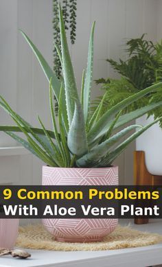 Aloe Vera Indoor, Aloe Plant Care, Aloe Vera Plant Indoor, Growing Aloe Vera, Aloe Plants, Plant Indoor, Plant Care Houseplant, Plant Problems, Aloe Plant