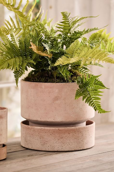 Elegant in its simplicity, this straight-sided flower pot rests atop a tapered base that nests perfectly into the coordinating saucer. Every pot is made from the best quality Italian terracotta clay, high-fired for frost resistance and indoor-outdoor durability. With time and handling, the terracotta will develop a weathered patina; you may polish your planters with a mild vinegar solution and soft cloth to restore a spotless appearance. Upcycled Planter, Indoor Plants Low Light, Creative Planter, Terra Cotta Clay Pots, Planter Project, Modern Pot, Planting Pots, House Plant Pots, Handmade Planter