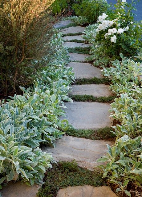 Lambs Ear, Bluestone Path Walkway and Path Stout Design Build Los Angeles, CA Lambs Ear Plant, Boxwood Landscaping, No Beer, Contemporary Landscape Design, Cape Cod Home, Low Water Plants, Low Water Gardening, Home Exteriors, Irish Moss