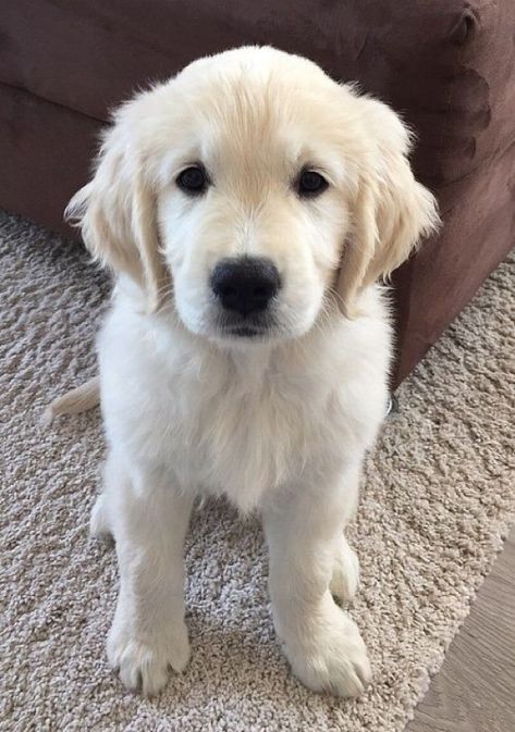 White Retriever, Chien Golden Retriever, White Dog, Golden Retriever Puppy, Retriever Puppy, Dogs Golden Retriever, Cute Dogs And Puppies, Golden Retrievers