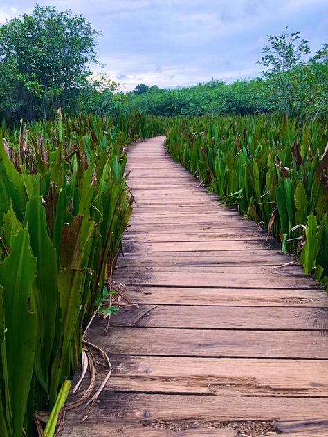 Nature wooden path nature lovers outdoor travel nature photography forest jungle walkway pathway wooden natural beauty wild beautiful calm tranquility clouds cloudy sky green trees travel photography enjoy life living free tranquility of nature green forest jungle photography Colombo City, Wooden Path, Wetland Park, Walkways Paths, Travel Locations, Walkway, Days Out, Water Park, Sri Lanka