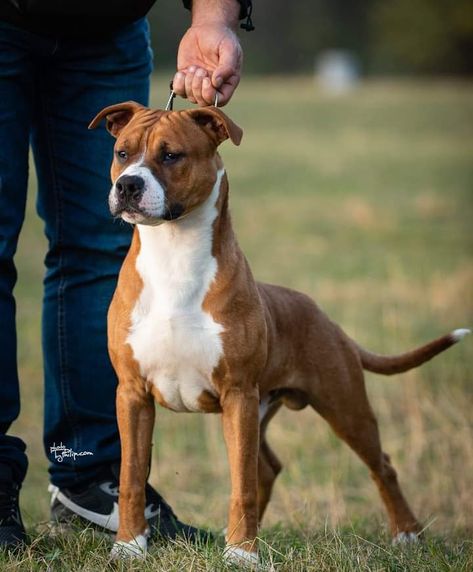 Amstaff Dog, American Staffy, American Staffordshire Terrier Puppies, Pitbull Breeds, American Staffordshire Bull Terrier, Fit Dogs, Animal Aesthetic, Tattoo Animal, Every Dog Breed