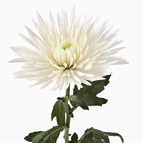 White Chrysanthemum Spider Mum Flower, Spider Chrysanthemum, Mum Flower, Spider Mums, White Spider, White Chrysanthemum, Mums Flowers, Flower Arrangements Simple, Chrysanthemum Flower