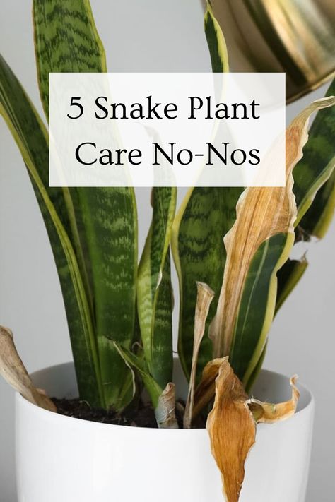 5 Snake Plant Care No-Nos Large Easy House Plants, Snake Plants In Pots, Snake Plant Care Guide, Sansevieria Plant Care, Snake Plant Front Door, Hanging Snake Plant, Mother In Law Plant Houseplant, Propagating Snake Plants, How To Trim Snake Plant Leaves