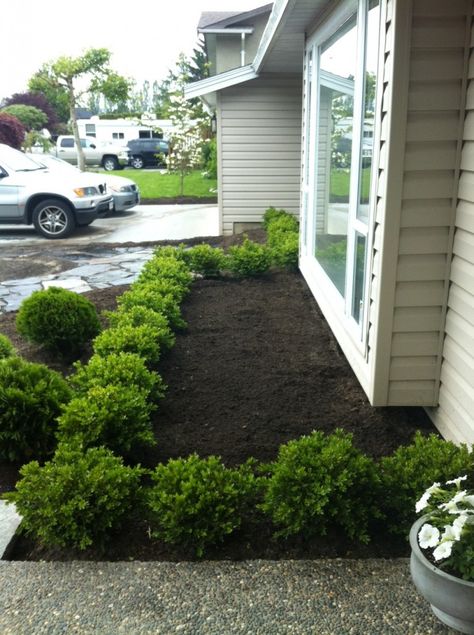 Sneak Peek of my Boxwood: Before & After | Maria Killam | True Colour Expert | Decorator Boxwoods Around Patio, Boxwood Walkway Pathways, Front Yard Boxwood Hedge, Green Velvet Boxwood Front Yards, Layering With Boxwoods, Boxwood In Front Of House, Boxwood Lined Walkway, Boxwood Flower Bed, Small Boxwood Hedge