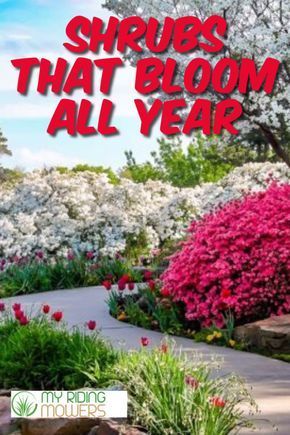 Colorful Plants For Front Yard, All Year Around Plants, Year Long Plants, Year Long Flowers, Plants That Flower All Year, Border Shrubs Landscaping, Colorful Shrubs For Landscaping, Colorful Bushes For Landscaping, Flowers That Last All Year Long