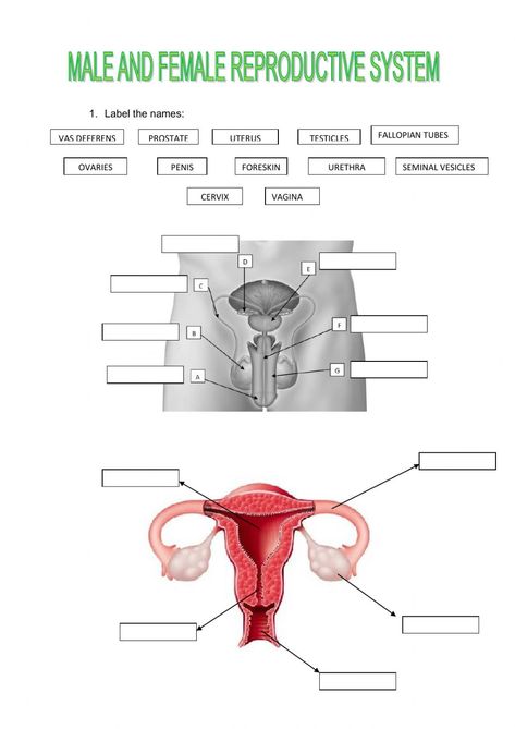 Reproductive System Activities, Reproductive System Worksheet, Female Reproductive System Anatomy, Female Reproductive Anatomy, Math Minutes, Proper Nouns Worksheet, The Female Reproductive System, Classroom Preparation, Cursive Writing Worksheets