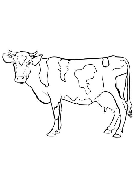 Cow Drawing Realistic, Cow Drawing Simple, Simple Cow Drawing, Cows Coloring Pages, Cow Drawing Cute, Cow Line Drawing, Cattle Drawing, Cows Drawing, How To Draw Cow