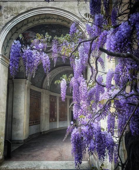 Purple Architecture Aesthetic, Purple Academia Aesthetic, Nature Perspective, Botanic Flowers, Nature Bathroom, Spring Scenes, Gardening Crafts, Wisteria Lane, Royal Purple Color