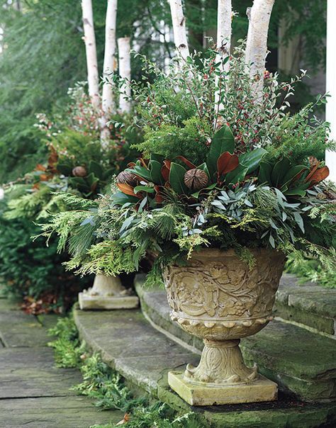 Martha Stewart Winter Containers: Outdoor floral arrangements in twin urns. Cut branches of birch, cedar, white pine, balsam, spruce and boxwood, sprigs of eucalyptus, magnolia leaves and other evergreens. See more... Winter Container Gardening, Outdoor Urns, Christmas Urns, Tanaman Pot, Winter Planter, Flower Types, Fall Containers, Christmas Planters, Have Inspiration