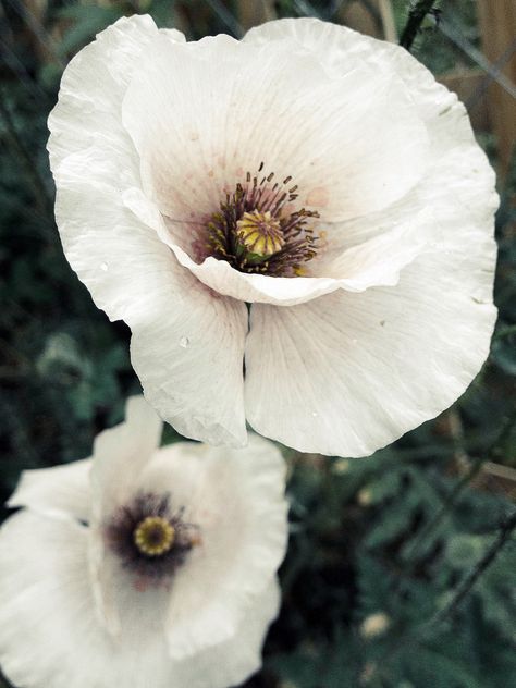 Poppy Flower Bouquet, White Poppy Flower, Growing Poppies, Papaver Rhoeas, Poppy Flower Tattoo, Poppy Tattoo, Flower Poppy, Poppy Garden, Poppies Tattoo