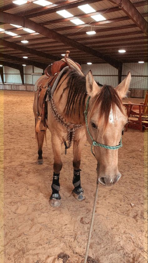 Buckskin Horse Tack Color, Buckskin Horse Aesthetic, Buckskin Quarter Horse, Wild Horse Pictures, Buckskin Horse, Pictures With Horses, Dream Horse Barns, Show Jumping Horses, Cute Horse Pictures