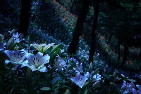 Dark Blue Banner, Flower Forest, Lily Garden, Blue Banner, Nature Adventure, Nature Aesthetic, Pretty Places, Blue Aesthetic, In The Woods