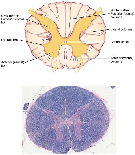 Difference Between White Matter and Grey Matter | Definition, Characteristics, Function Spinal Cord Anatomy, Nervous System Anatomy, Biology Test, Histology Slides, Human Physiology, Human Biology, Anatomy Bones, Peripheral Nervous System, Cerebral Cortex