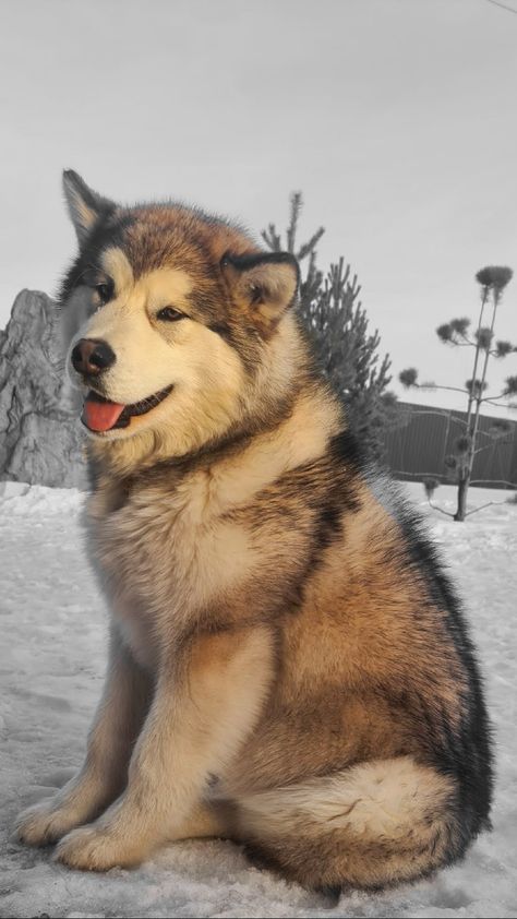 Alaskan malamute puppies for SALE breeder beautiful dog husky kennel a photo pet klub Alaskan Dog, Dogs Tattoo, Alaskan Malamute Puppies, Malamute Husky, Family Friendly Dogs, Wallpaper Dog, Dog Husky, Tattoo Dog, Malamute Dog