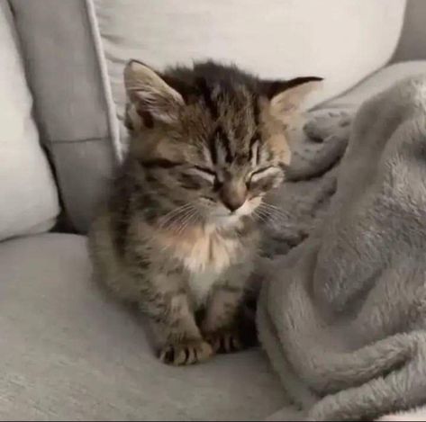 cat | cute | qt | meow | kitten | pfp | sleepy Aesthetic Kitten Pfp, Eepy Kittens, Pfp Sleepy, Sleepy Icon, Sleepy Pfp, Sleepy Kittens, Kitten Pfp, Sleepy Cats, Shirt Images