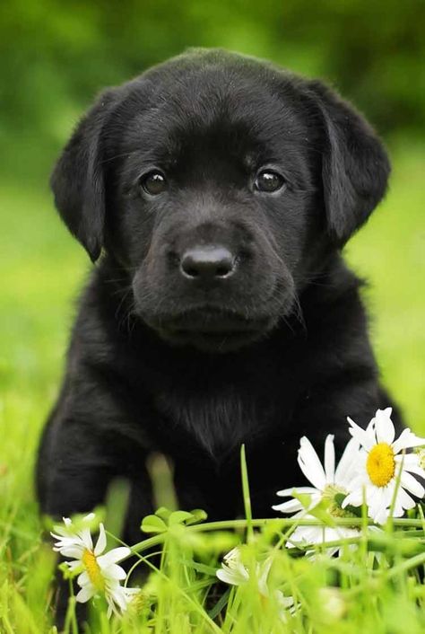 Finding your perfect black lab puppy isn't hard, but there are things you need to know! Tattoos Dog, Puppy Teacup, Black Lab Puppy, Tattoo Animals, Teacup Puppy, Tiny Puppy, Biewer Yorkie, Mini Poodle, Dog Valentine