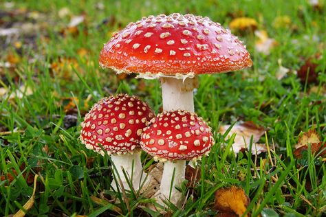 Rød fluesvamp | Amanita muscaria or fly agaric. | Steen Jeppesen | Flickr Fly Amanita, Red Mushrooms, Mushroom Images, Autumn Tattoo, Plant Study, Mushroom Wallpaper, Mushroom Pictures, Amanita Muscaria, Fly Agaric