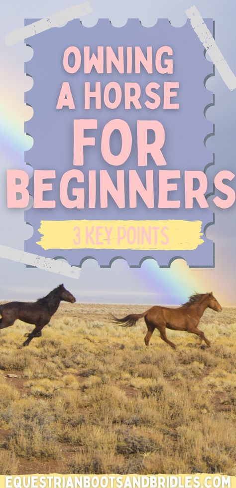 Horse For Beginners, English Horse Riding, Horsemanship Patterns, Horse Training Ground Work, Horse Lifestyle, Horse Grooming Supplies, Western Horsemanship, Horse Grooming Kit, Western Horse Riding