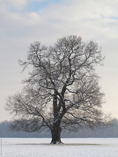 Single Oak Tree In Winter | Stocksy United Winter Tree Photography, Winter Trees Photography, Winter Tree Tattoo, Winter Tree Drawing, Tree Reference, Oak Tree Drawings, Tree In Winter, Trees In Winter, Oak Tree Tattoo