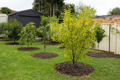 Backyard Orchard And Garden, Fruit Trees To Plant Together, Fruit Tree Landscape Design, Trees In Backyard Landscaping, Garden Ideas Trees, Landscape Fruit Trees, Garden With Fruit Trees Landscaping, Fruit Trees And Vegetable Garden Layout, Where To Plant Fruit Trees In Yard