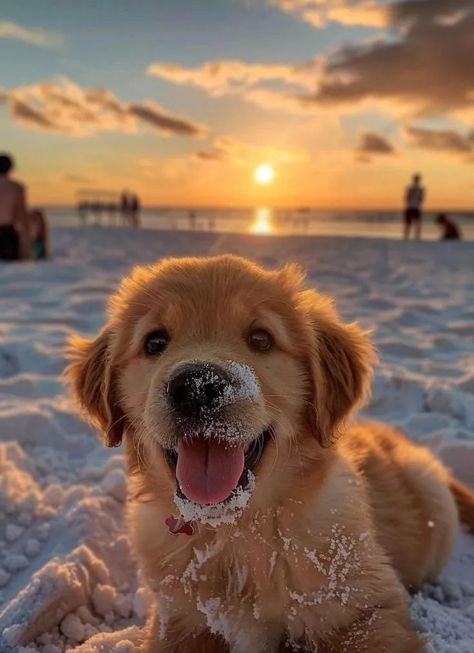 Ahmed Mostafa (@ahmedmostafa00000000) on Threads Golden Retriever Laptop Wallpaper, Golden Puppy Aesthetic, Fluffy Golden Retriever Puppy, Golden Retriever Must Haves, All Animals Together, Cute Puppies Aesthetic, Dog Astethic, Country Puppy, Baby Golden Retrievers