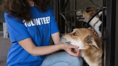 Thinking of Volunteering at an Animal Shelter? Here's What You Need To Know Volunteering With Animals, Volunteer Quotes, Animal Shelter Volunteer, Cat Drinking, Dog Allergies, Dog Safety, All About Animals, Work With Animals, Elizabeth Taylor