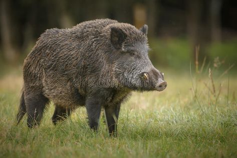 Big male boar. A large male wild boar in long grass , #affiliate, #boar, #male, #Big, #large, #grass #ad Aesthetic Wildlife, Wild Boar Recipes, Feral Pig, Wild Boar Hunting, Tattoo Wallpaper, Tier Tattoo, Animal Photography Wildlife, Boar Hunting