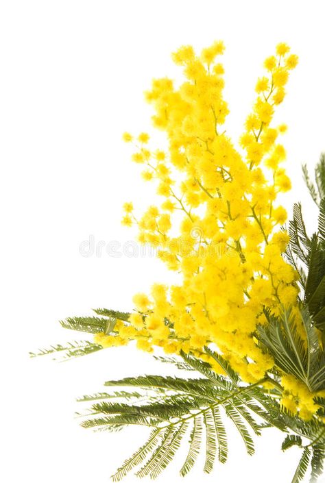 Mimosa. Branch of mimosa plant with round fluffy yellow flowers #Sponsored , #Sponsored, #Ad, #Branch, #yellow, #flowers, #mimosa Mimosas Flores, Cute Friendship Messages, Mimosa Illustration, Plants With Yellow Flowers, Mimosa Plant, Mimosa Flowers, Mimosa Flower, Spring Illustration, Flower Scent